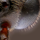 Illustration for article titled I've never seen macroscopic images as incredibly sharp as these ones